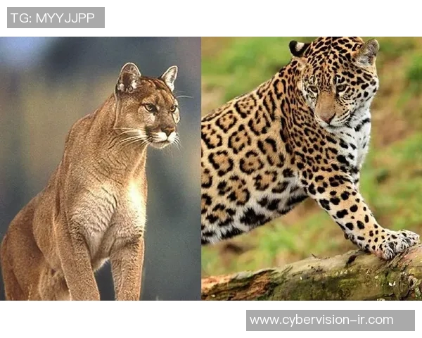 2018年阿特拉斯与美洲狮精彩对决回顾与分析